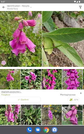 PlantNet Plant Identification ڈاؤن لوڈ کریں – پودوں کی شناخت اب آسان - Screenshot 6